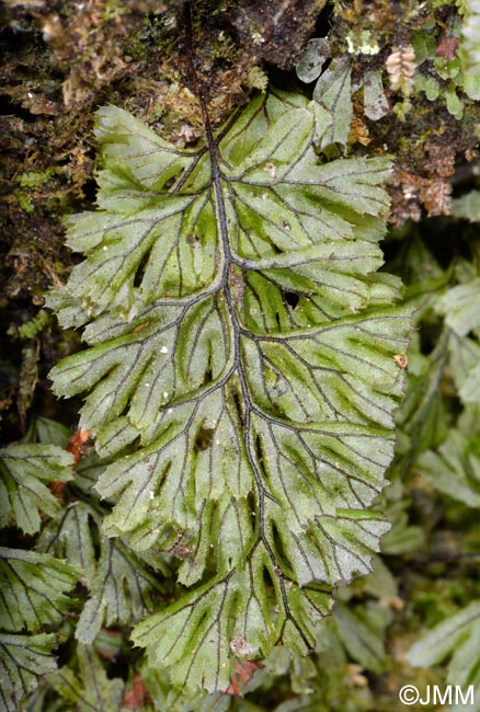 Hymenophyllum tunbrigense