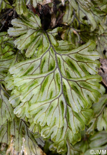 Hymenophyllum tunbrigense