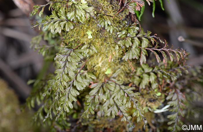 Hymenophyllum wilsonii