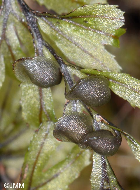 Hymenophyllum wilsonii