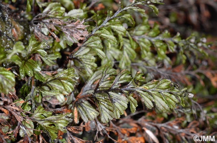 Hymenophyllum wilsonii