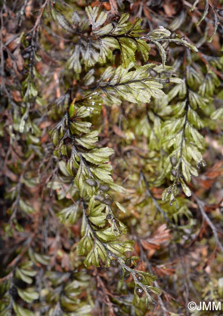 Hymenophyllum wilsonii