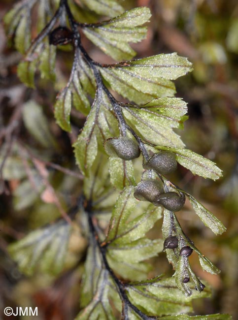 Hymenophyllum wilsonii