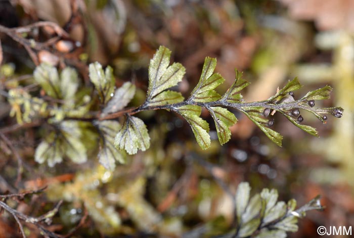 Hymenophyllum wilsonii