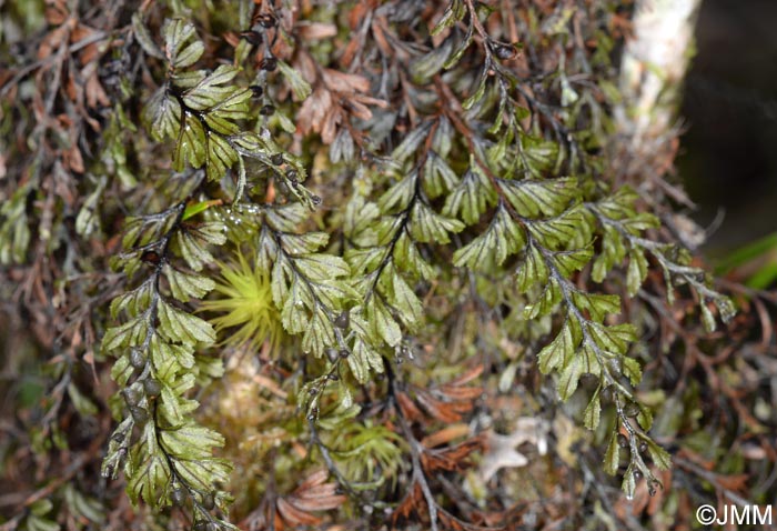 Hymenophyllum wilsonii