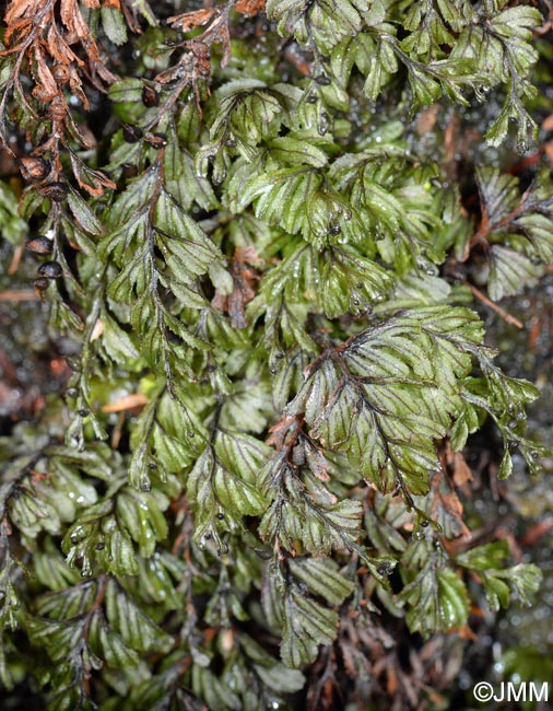 Hymenophyllum wilsonii