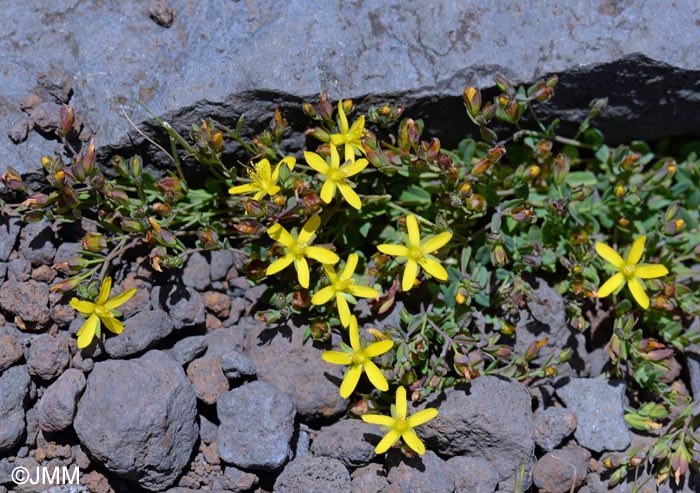 Hypericum humifusum