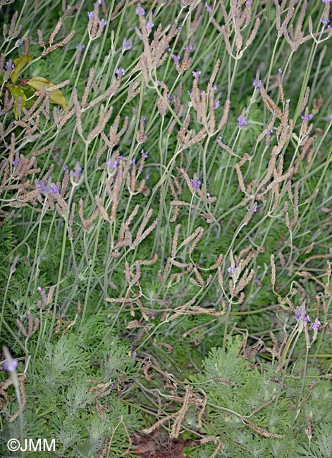 Lavandula pinnata