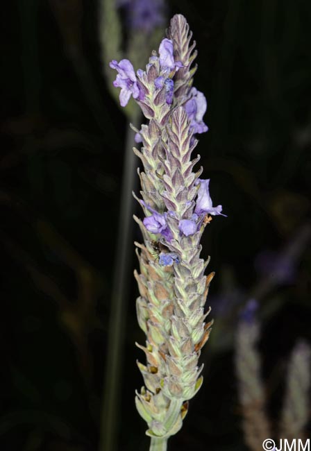 Lavandula pinnata