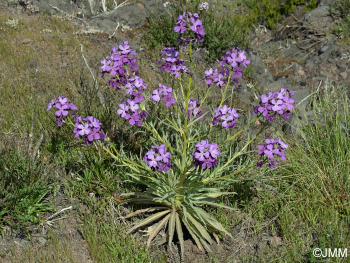 Matthiola maderensis