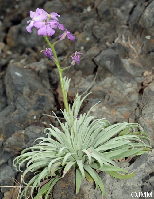 Matthiola maderensis