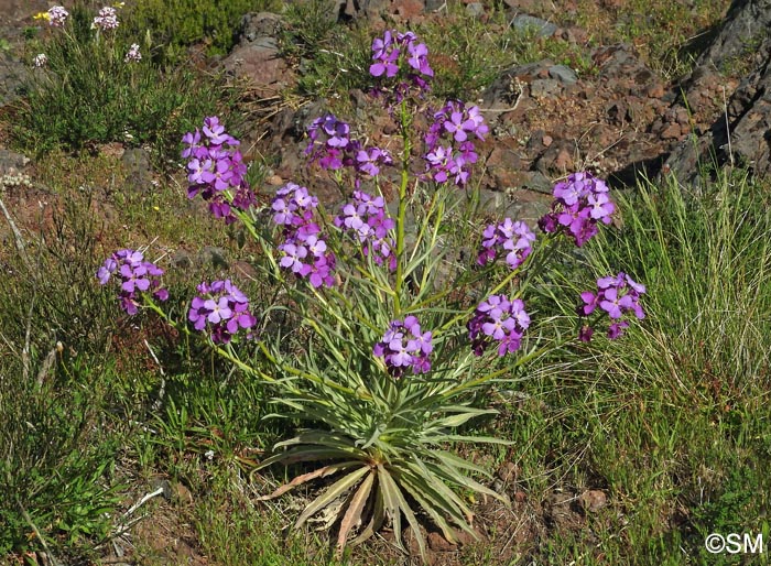 Matthiola maderensis