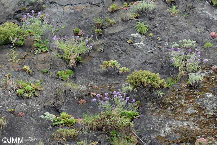 Matthiola maderensis & Aeonium glutinosum