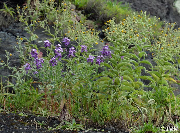 Matthiola maderensis & Andryala glandulosa subsp. glandulosa