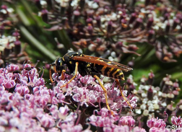 Melanoselinum decipiens