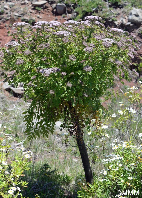 Melanoselinum decipiens