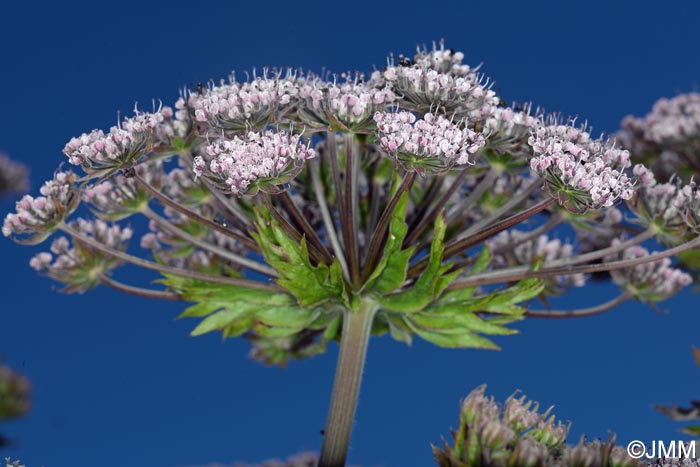 Melanoselinum decipiens