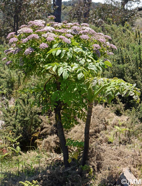 Melanoselinum decipiens