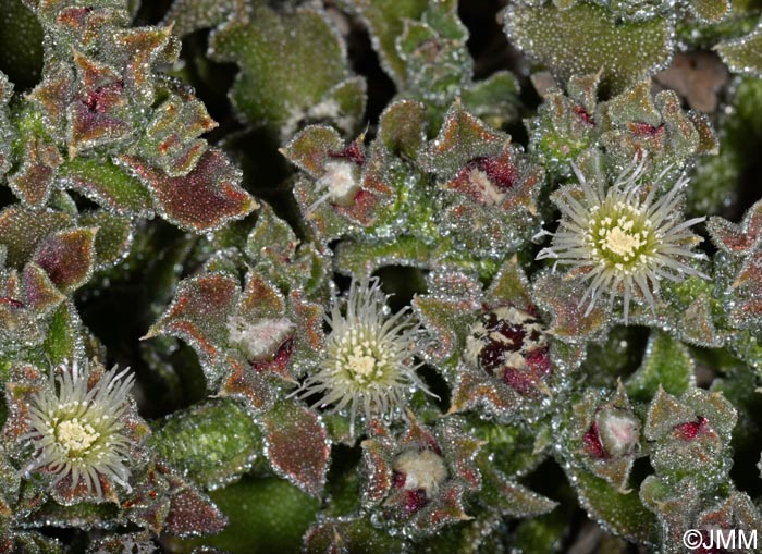 Mesembryanthemum crystallinum