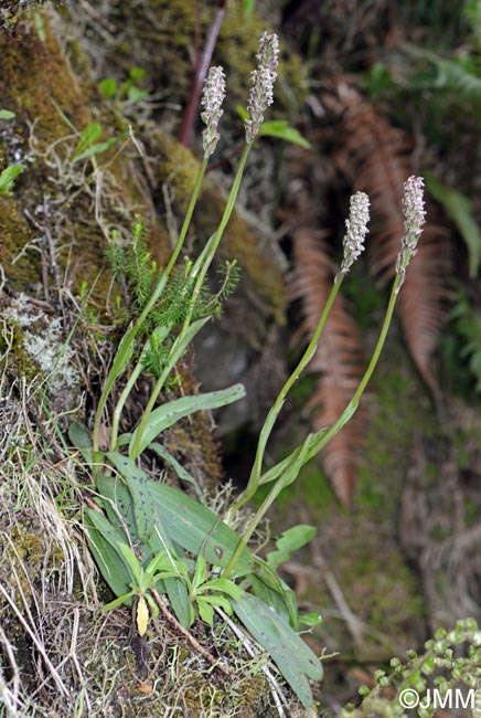 Neotinea maculata