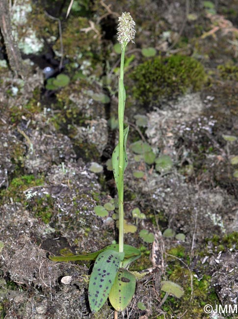 Neotinea maculata