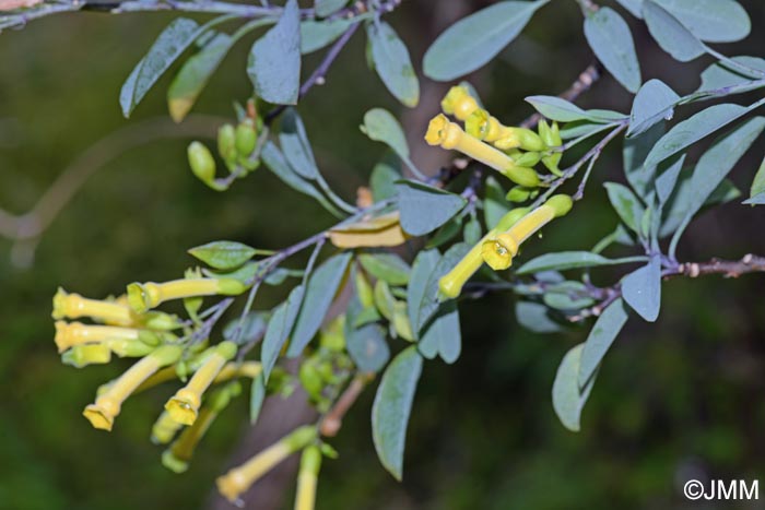 Nicotiana glauca