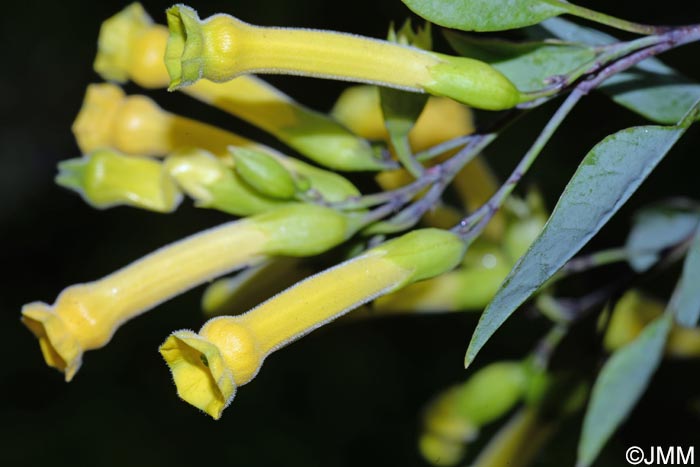 Nicotiana glauca