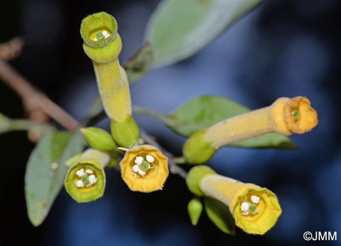 Nicotiana glauca