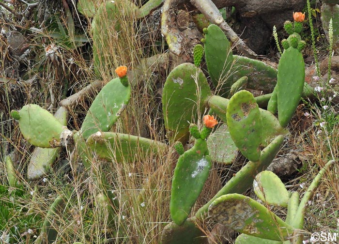 Opuntia tuna