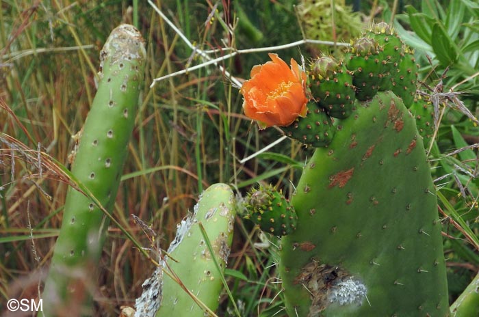 Opuntia tuna