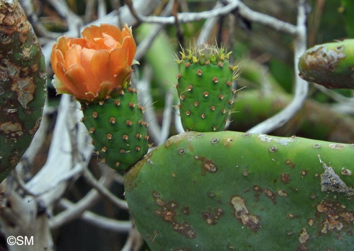 Opuntia tuna