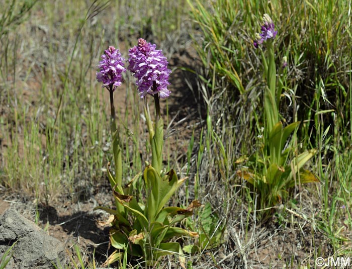 Orchis scopulorum