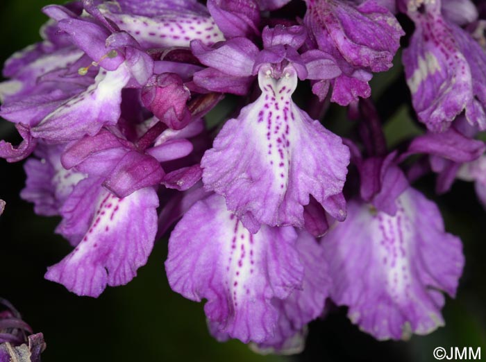 Orchis scopulorum