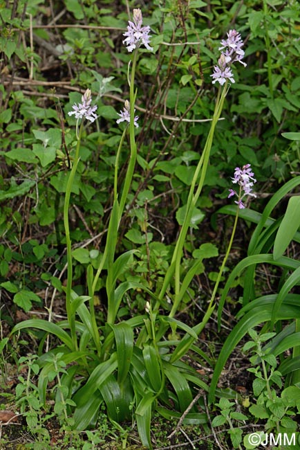 Orchis scopulorum