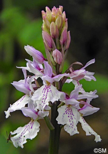 Orchis scopulorum