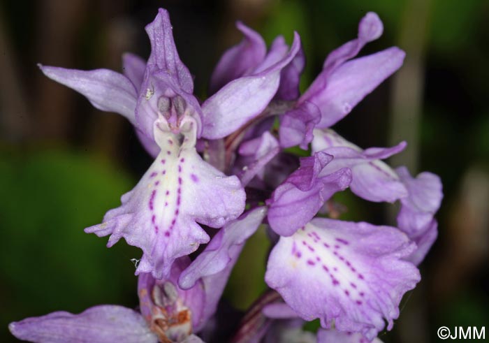 Orchis scopulorum