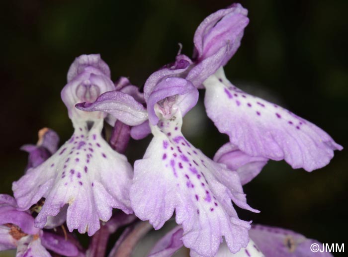 Orchis scopulorum