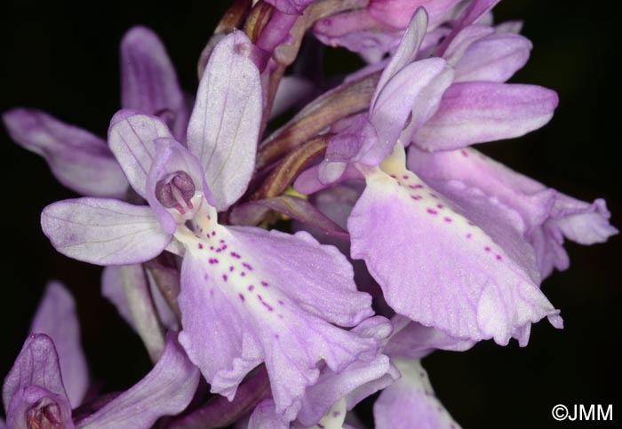 Orchis scopulorum