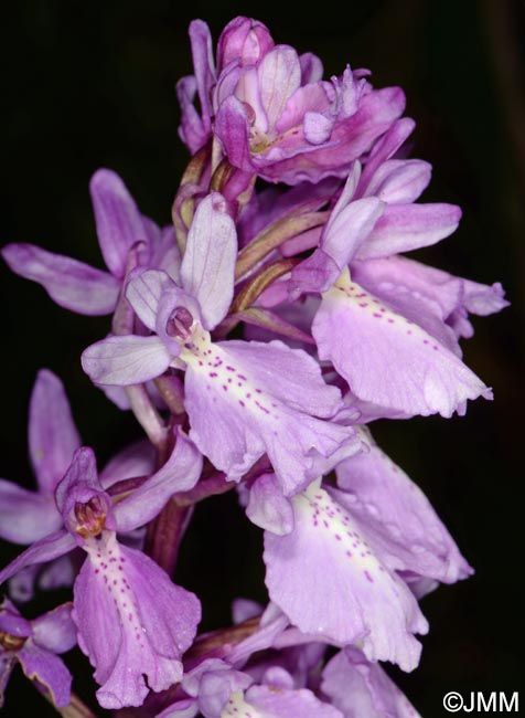 Orchis scopulorum