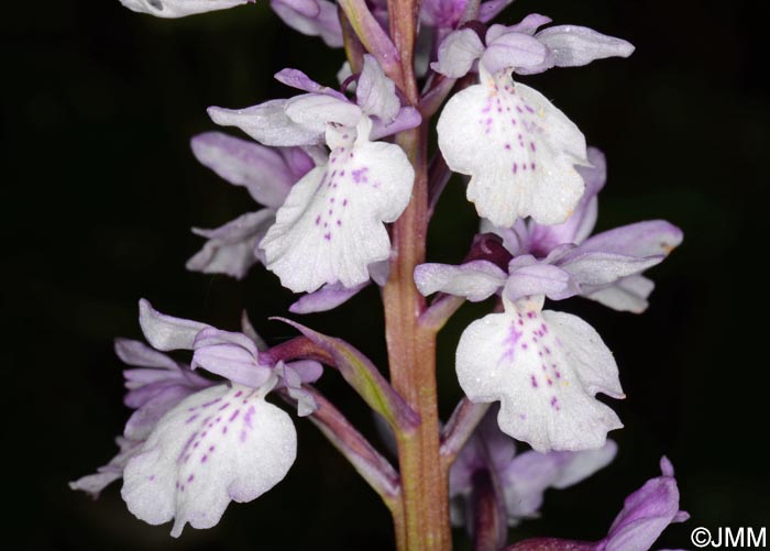 Orchis scopulorum