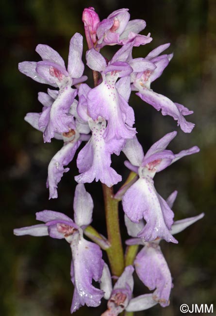 Orchis scopulorum