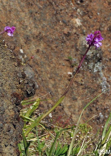 Orchis scopulorum