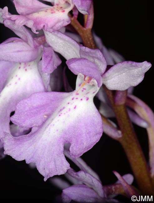 Orchis scopulorum