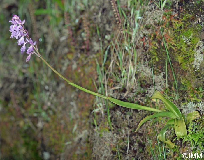 Orchis scopulorum