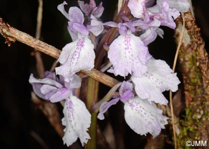 Orchis scopulorum