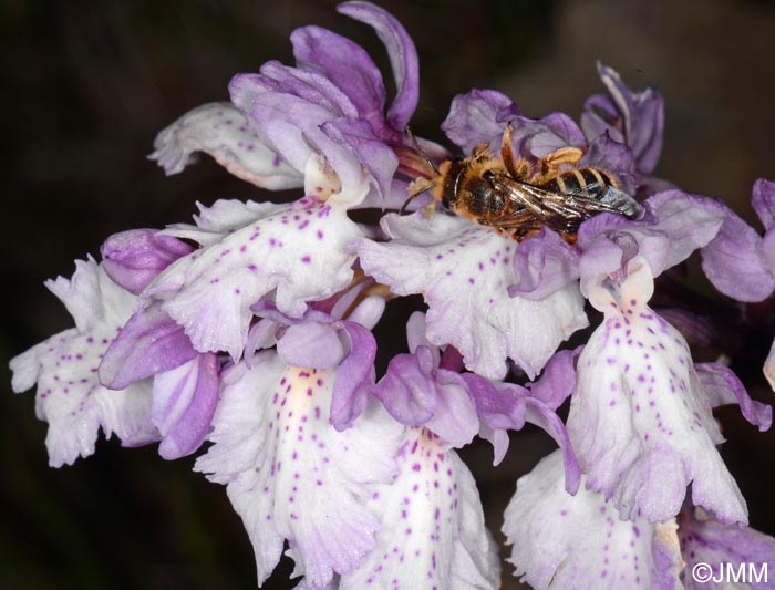 Orchis scopulorum