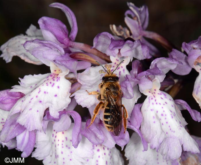 Orchis scopulorum