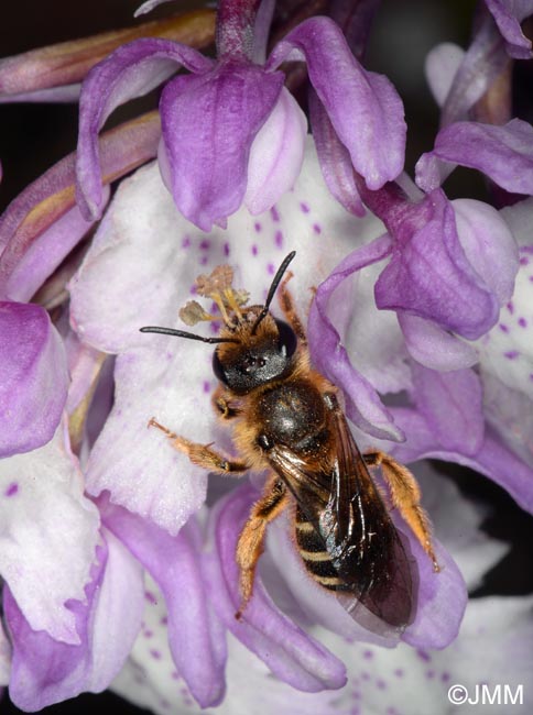 Orchis scopulorum