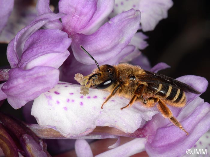 Orchis scopulorum