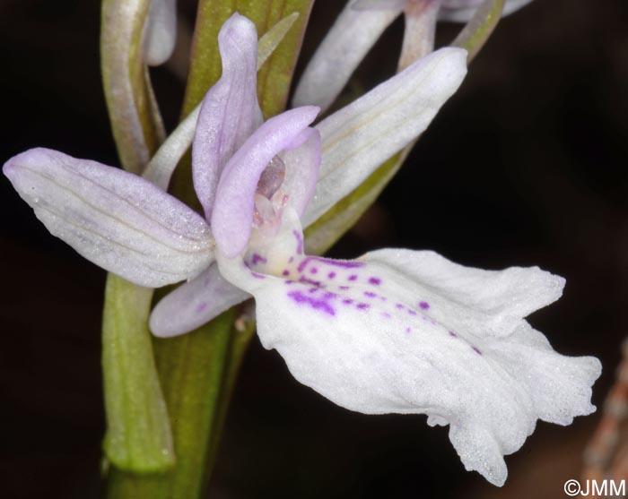 Orchis scopulorum